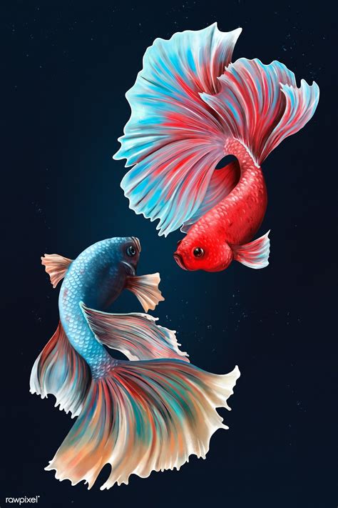 Download Premium Illustration Of Betta Fishes On A Midnight Blue Fish