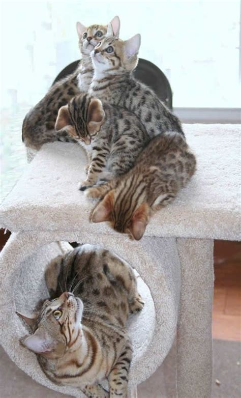 Hypoallergenic cat breeds are cats great especially for people who suffer from cat allergies. 17 Best images about Bengal Cats & Kittens on Pinterest ...