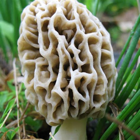 Brown mycelium? - Gourmet and Medicinal Mushrooms - Shroomery Message Board