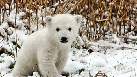 Download Wallpaper 1920x1080 Bear Polar Bear Cub Playful Snow