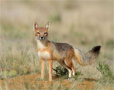 1000 Images About Swift Fox On Pinterest