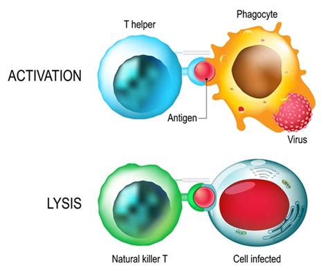 What Are Natural Killer Cells Thailand Medical News