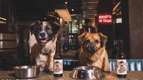 Uks Brewdog Launches Its First Dog Friendly Craft Beer Cgtn