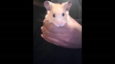 My Hamster Dangles Posing For A Selfie On Snapchat Youtube
