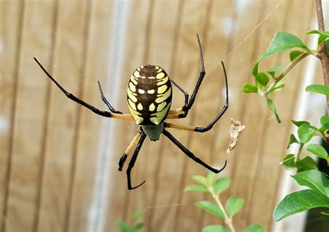 Yellow Garden Weaver Oklahoma Spiders