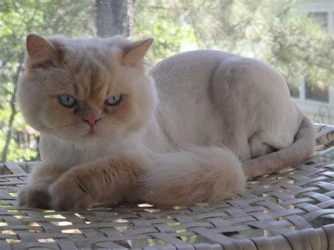 Do persian cats cost alot? Summer is a Verb: Furminator Breach Of Contract