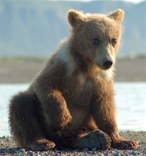 Bear Cubs Cubs And Bears On Pinterest