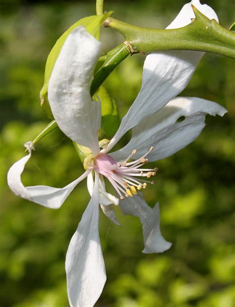 Poncirus trifoliata - Изображение особи - Плантариум