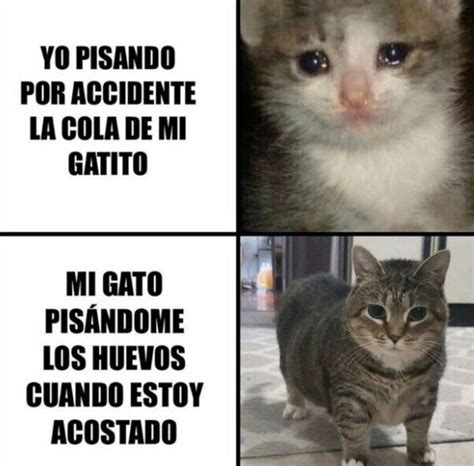 Meme De Gatos Meme By Guswitie Memedroid