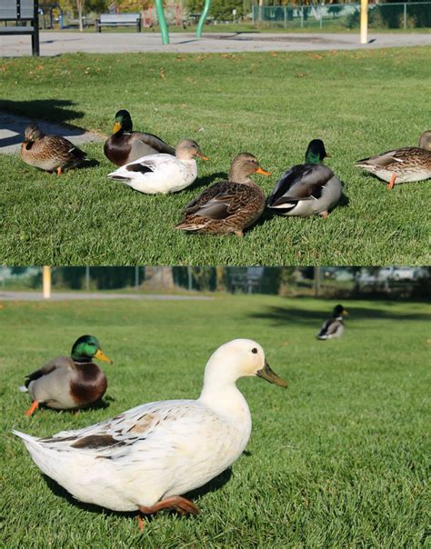 Id Two Odd Ducks Among The Mallard Rduck