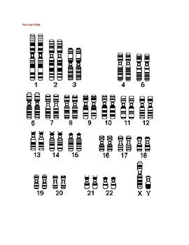Karyotype Cut N Paste By Chromosomal Grouping Activity By K I S S It