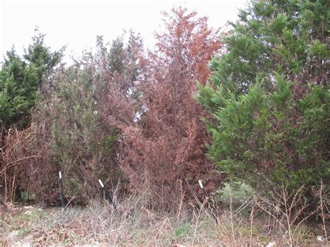 Leyland cypress' need for nutrition is not great, but it still benefits from a light application of evergreen tree fertilizer in late fall to promote fast growth, good branching and. Groshs Lawn Service: Leyland Cypress Tree Pruning in ...