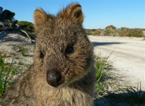 The rottnest island quokka population has become very accustomed to humans. Quokka
