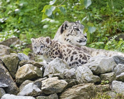 Cubs Snow Leopards Stones Animals Wallpapers Wallpapers Hd