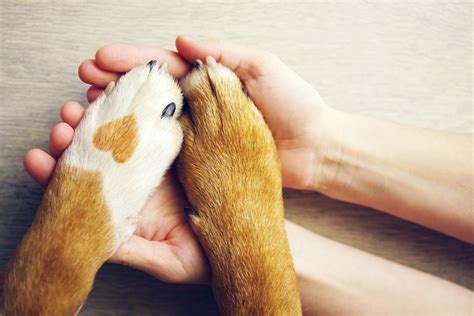 Dog Paws With A Spot In The Form Of Heart And Human Hand Close Up Top