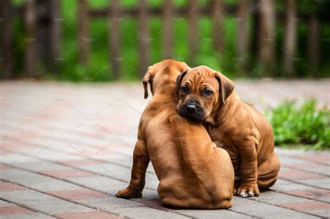 To learn more about each adoptable rhodesian. Two cute Rhodesian Ridgeback puppies | High-Quality Animal ...