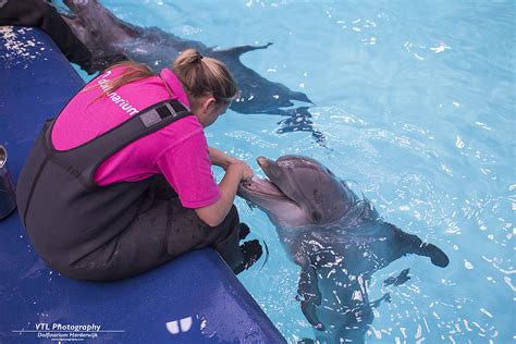 dolfinarium harderwijk dolfijn domijn vtl photography flickr