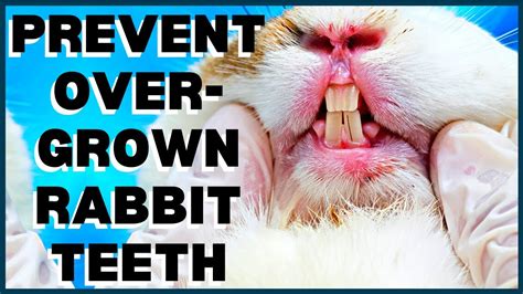 Preventing Overgrown Rabbit Teeth Youtube