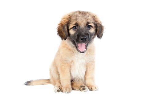 Undoubtedly, german shepherd and golden retriever mix puppies are adorable and intelligent, but this doesn't mean they are incapable of ruining your carpet, beds, floor, and so on with their pee. Golden Shepherd Breed Info: 4 Reasons To Own This Dog - Perfect Dog Breeds