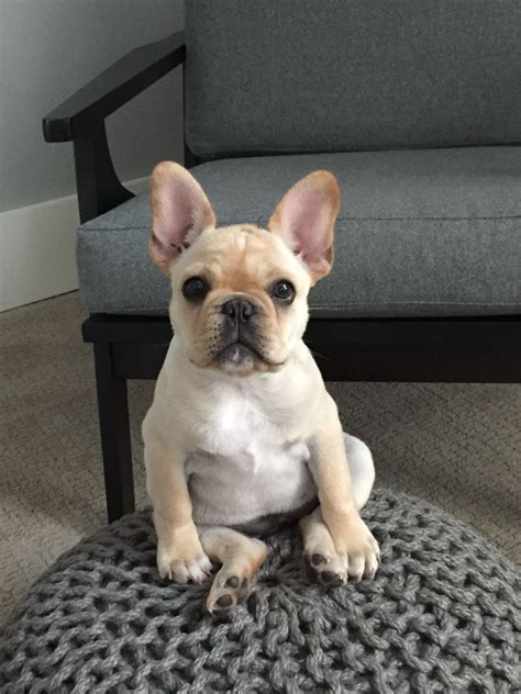 63 Cutest Baby French Bulldog Image Bleumoonproductions