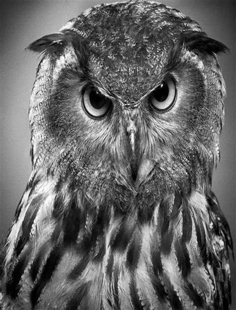 The most common simple pencil material is metal. 50+ Easy Pencil Drawings of Animals That Look So Realistic