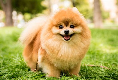Pomeranian Dog Breeds Breed Information Mad Paws