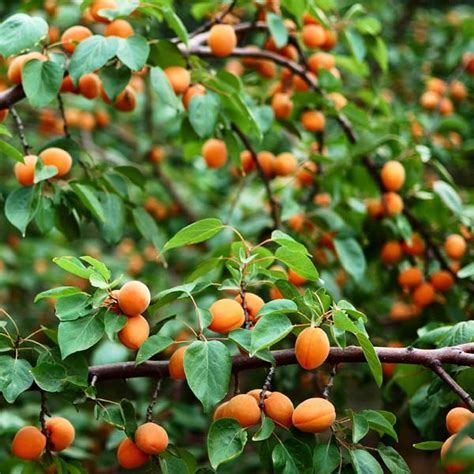 Apricot Tree Varieties 🌳 Over 20 Types Of Apricot Trees
