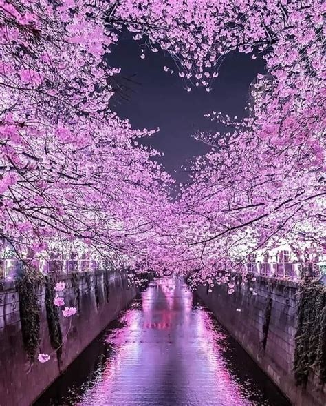 Pretty In Purple Wisata Jepang Pemandangan Sakura