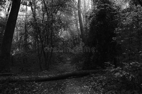 120 Atmospheric Pagan Forest Stock Photos Free And Royalty Free Stock