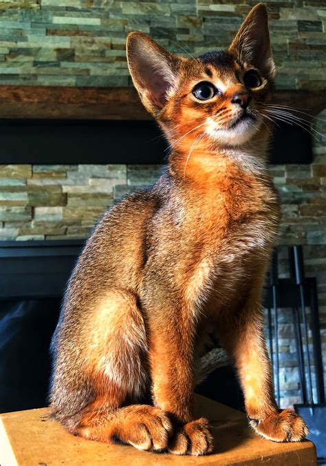 Cat Reference Abyssinian Cats British Soldier Cattery North Africa