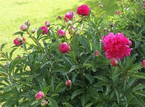 9 Reasons Peonies Dont Bloom Laidback Gardener