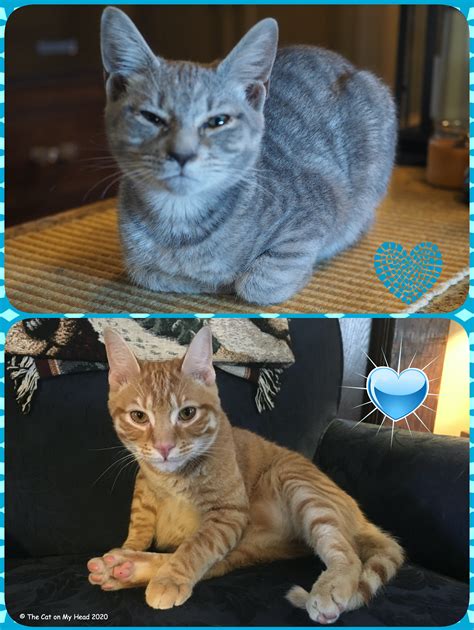Give a little extra appreciation and honor to your friends who stood by your side when nobody did, who held your back in all adverse and. Friendly Fill-Ins, Feline & Friendship Friday & National ...
