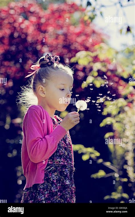 Child Blowing Dandelion Seeds Stock Photo Alamy