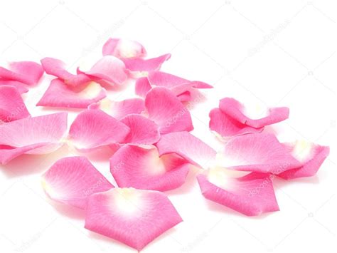 Pink Roses Petals — Stock Photo © Max777 7382805