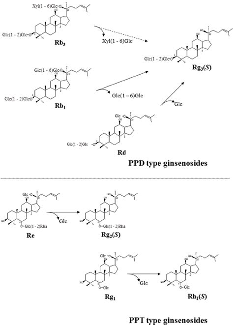 Transformation Pathways Of Ginsenosides Rb 1 Rb 3 Rd Re And Rg 1 Download Scientific