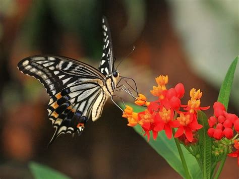 Tiger Swallowtail Flowers Butterfly Swallowtail Hd Wallpaper Peakpx