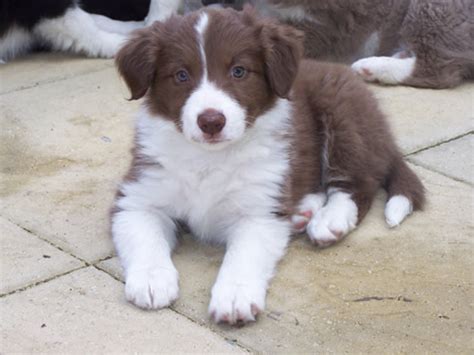 Gorgeous pups are sable and white, blue merle, red and white t… litter of seven healthy border collie puppies, fourm,threef born dec twenty eighth we have one blk/white males, one black/white females. Cute Puppy Dogs: Red border collie puppies