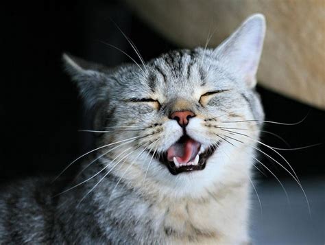 360 Best Animal Laughing Smile Happy Images On Pinterest Animal Pictures Fluffy Pets And