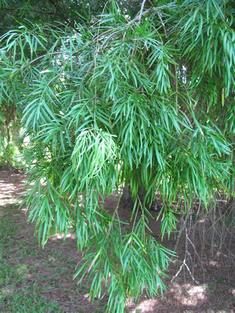 If maintaining as a hedge hand pruning (as opposed to hedge trimmer) is. Fern Pine (Podocarpus Gracilior) Growing Facts