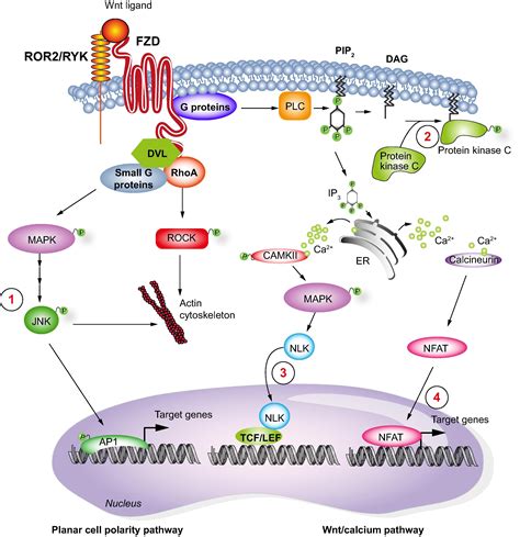 Non Canonical Wnt Fzd Signaling Pathway Gr2lrg Leaders In