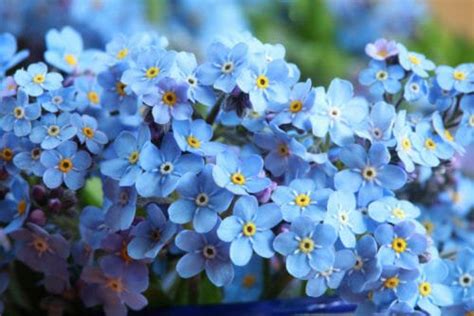 Carta di buon compleanno con gattino mazzo di fiori. Fiori per compleanno: ad ognuno il suo fiore di buon ...