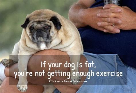 Fat Funny Quotes Dogs Quotesgram