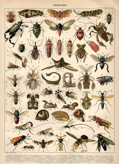 The Product Insects 1897 Antique Print Vintage Lithograph Insects