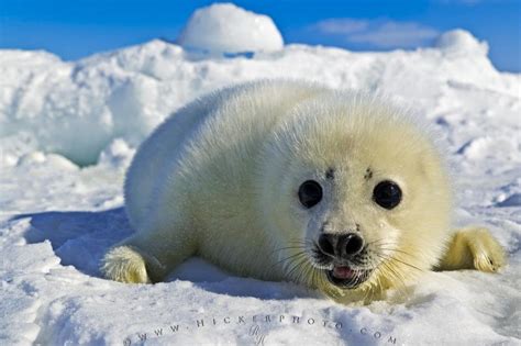 White Baby Seal Photo Information