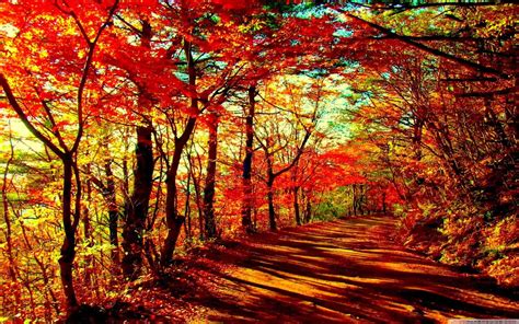 Free Beautiful Autumn Forest Computer Desktop Wallpaper