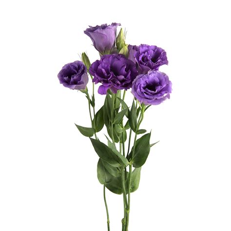 Purple Lisianthus Sami Sacha Flowers