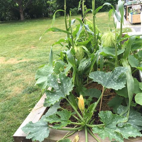 The three sisters garden garden of corn, beans, and squash is a good example of companion planting. Growing Three Sisters - Companion Planting Corn, Zucchini ...