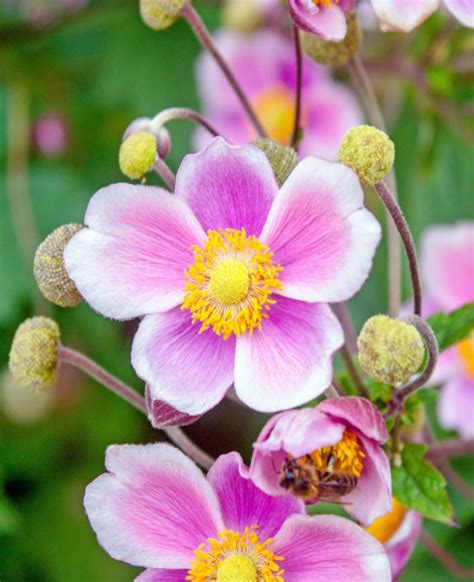 Japanese Anemone Care And Maintenance For This Wonderful Fall Flower