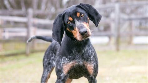 Bluetick Coonhound Learn About The Racoon Hunting Dog All Things Dogs