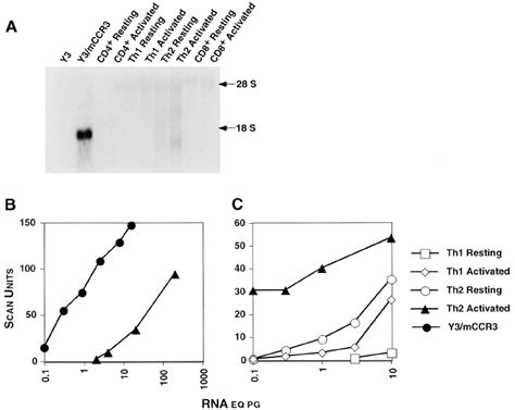 Expression Of Ccr3 Mrna In T Cell Populations Total Rna From The Cell